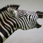 Zebra Talking